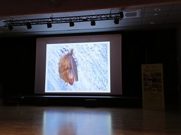 Noc nietoperzy w Zapolicach, 